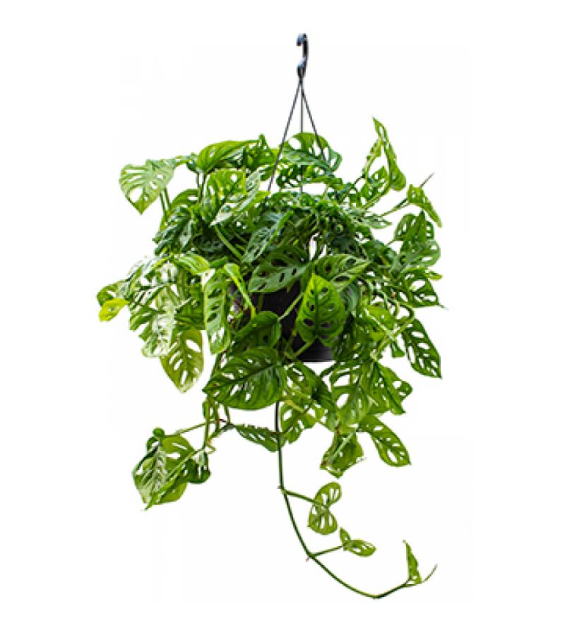 Monstera obliqua M gatenplant hangplant